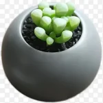 多肉植物 PNG素材下载