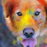 彩色的狗 PNG素材下载