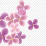 樱花背景素材 免费PNG素材