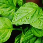 绿色清新海报背景 PNG素材下载