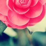 简约大气花朵海报背景 高清PNG