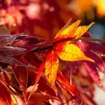 浪漫背景炫酷背景 PNG素材下载