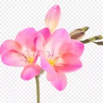 粉色的花免抠素材 PNG素材下载