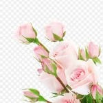 情人节粉色玫瑰花 高清PNG