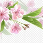 梦幻粉色杏花 高清PNG