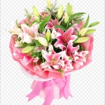 新鲜粉色百合 透明背景PNG