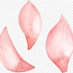 粉色花瓣 高清PNG