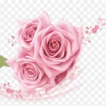 粉色玫瑰 透明背景PNG