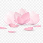 粉色荷花矢量素材 透明背景PNG