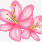 粉色花瓣 免费PNG素材