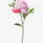 粉色花束 高清PNG