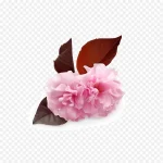 粉色花朵 PNG素材下载