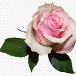 粉色玫瑰 高清PNG