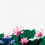 粉色荷花 PNG素材下载