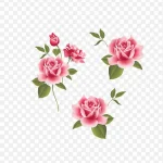 玫瑰花 粉色玫瑰 粉色花朵 花 免费PNG素材