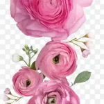 粉色植物玫瑰 免费PNG素材