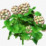 花卉图片花卉标签 PNG素材下载