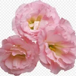 水彩花卉绿植花卉 PNG素材下载