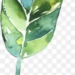 庆典花卉花卉线描 免费PNG素材