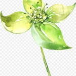 手绘花卉素材鲜花花卉 高清PNG