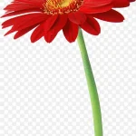 花卉设计素材绿植花卉 免费PNG素材