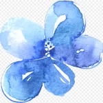 花卉插画绿植花卉 高清PNG