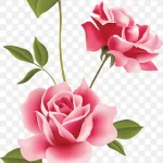 花卉图案花卉设计素材 透明背景PNG