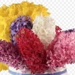 花卉设计素材花卉图片 透明背景PNG