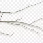 绿植花卉花卉背景素材 免费PNG素材