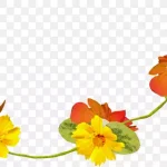 花卉花卉背景素材 免费PNG素材