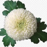 水彩花卉素材花卉插画 免费PNG素材