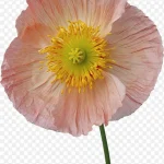 绿植花卉花卉背景素材 PNG素材下载