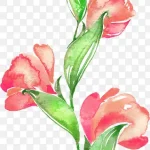 花卉素材花卉背景素材 PNG素材下载