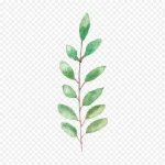 花卉图案 免费PNG素材