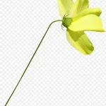 ps花卉素材国画花卉素材 免费PNG素材