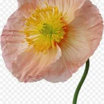 花卉插画水彩花卉素材 高清PNG