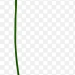 鲜花花卉手绘花卉素材 高清PNG