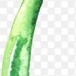 花卉图案素材创意花卉图片 免费PNG素材