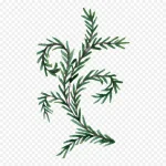 线描花卉庆典花卉 高清PNG