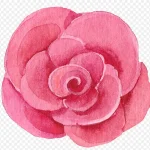 绿植花卉花卉设计素材 免费PNG素材