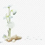 花卉设计素材 PNG素材下载