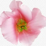 花卉图案花卉素材 PNG素材下载