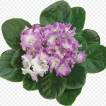 创意花卉图片花卉ps素材 PNG素材下载