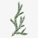 花卉图案花卉插画 透明背景PNG