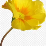 花卉矢量图素材水彩花卉 透明背景PNG