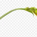 花卉ps素材矢量花卉素材 PNG素材下载