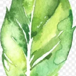 花卉图案花卉图案素材 高清PNG