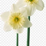 花卉线描花卉图案素材 PNG素材下载