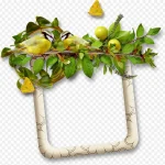 花卉图片素材花卉插画 免费PNG素材