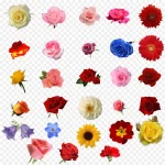 ps花卉素材花卉图案 透明背景PNG